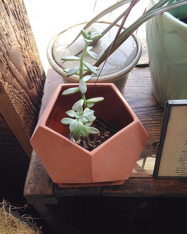 Beautiful geometric planters are in stock! We're here until 7 pm tonight--come on by!