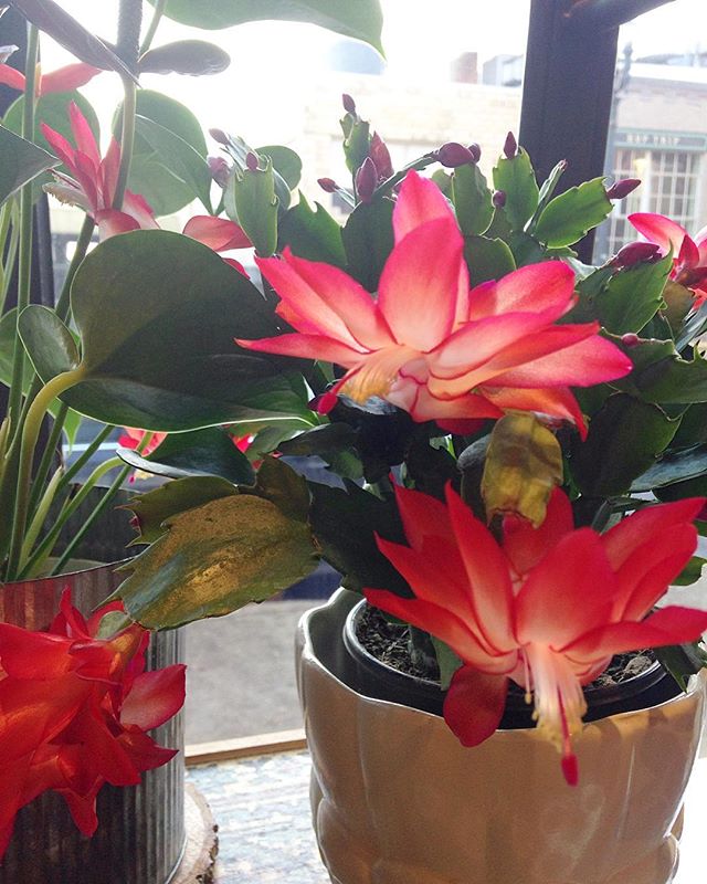 Thanks to all of our amazing customers and fellow Portlanders for being so gracious yesterday. The shop is back open, and we're excited about today. We have beautiful plants all around the shop that are happy and healthy, freshen up your space with one!