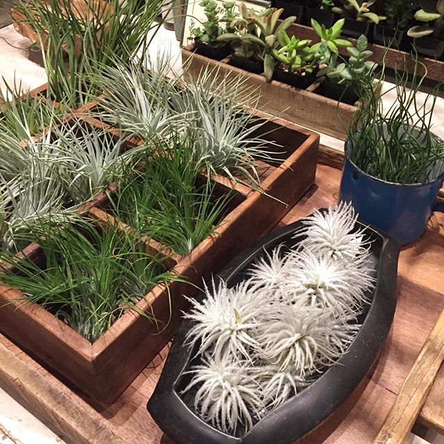 All stocked up on airplants today!