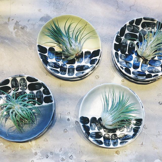 All of our little plants are loving this sunshine!  We're here from 11-6 today.