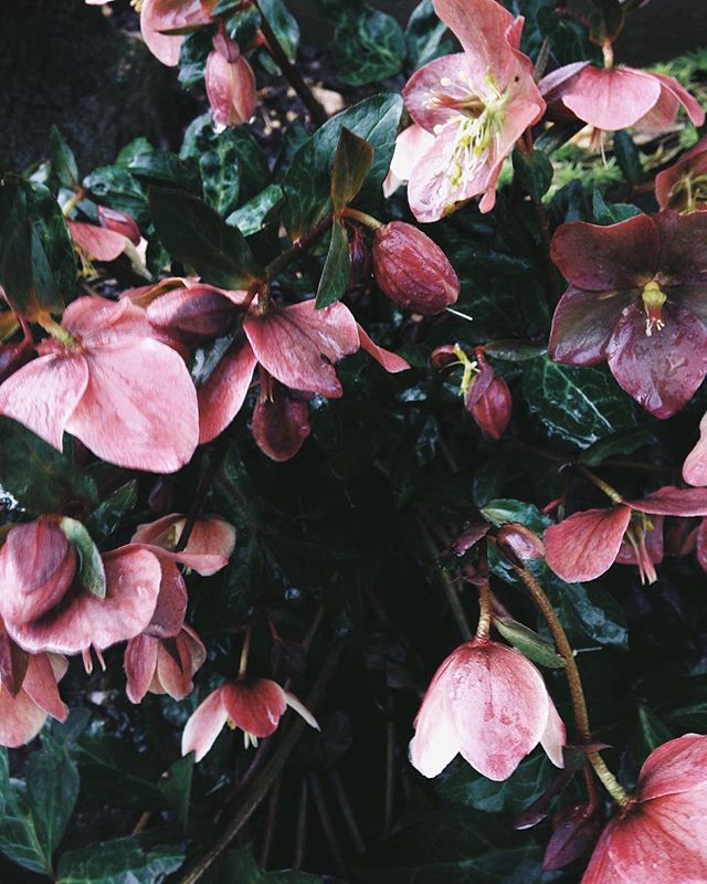 Only 27 days until Spring! With all of these rain showers it is destined to be quite bountiful