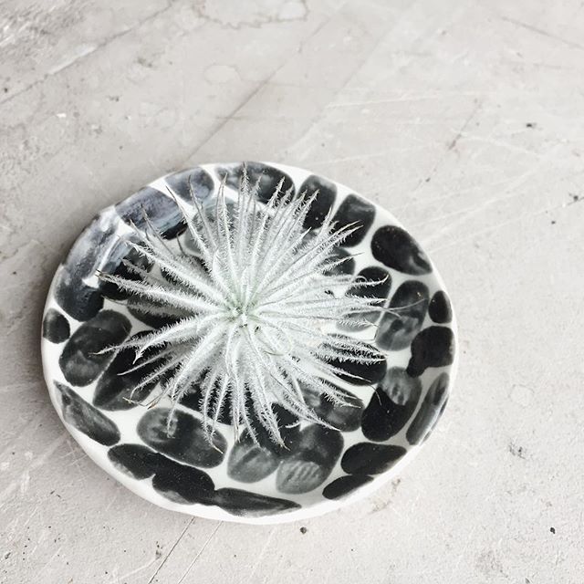 I'd like to introduce you all to Techtorum Ecuador.  Fuzziest little air plant we've ever seen.⠀