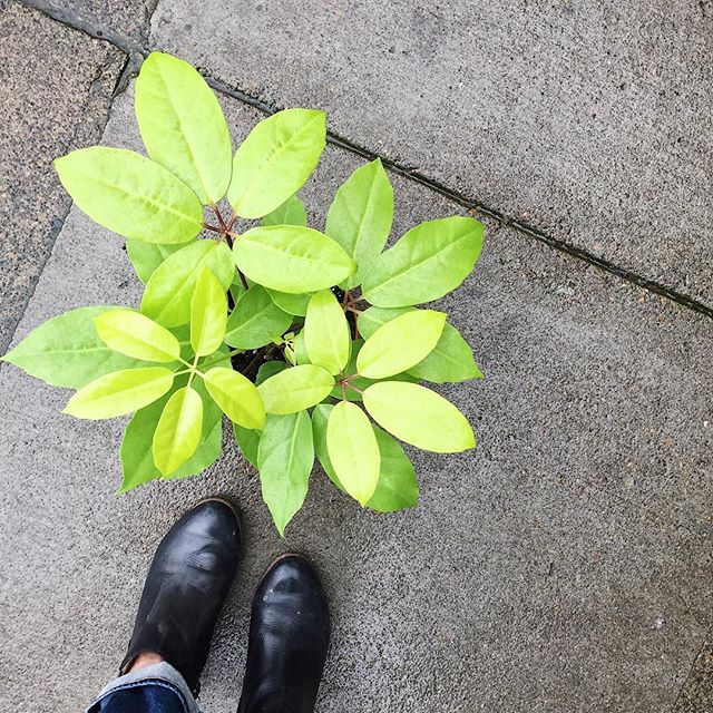 If you didn't get enough of that beautiful sunshine yesterday here is a nice bright Schefflera for you.