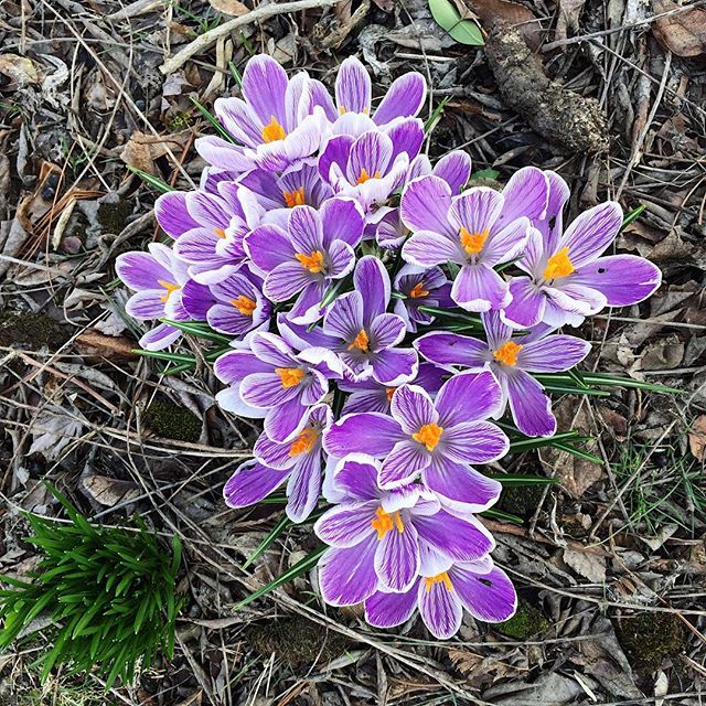 These little guys popped out to say hello on this gloomy morning.