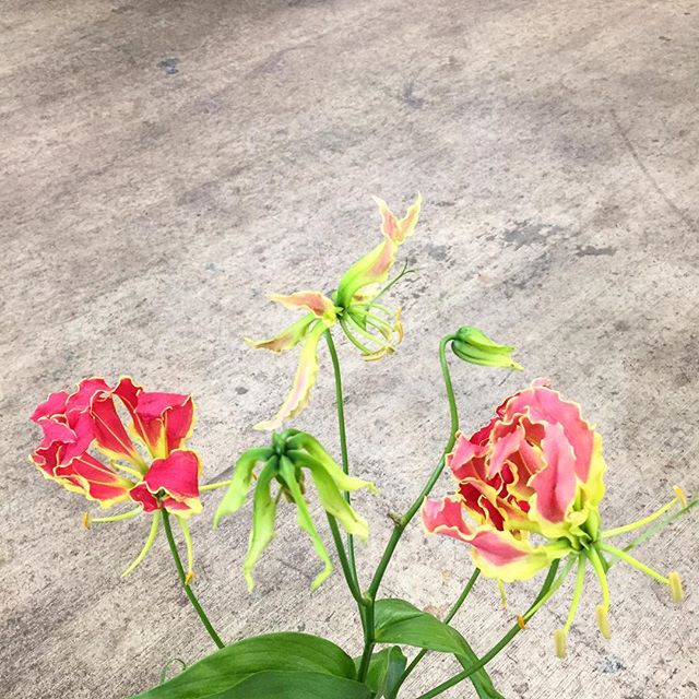 Happy Monday everyone!