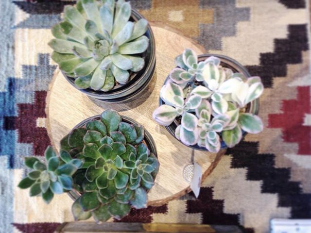 New crop of plants arrived in the shop today!