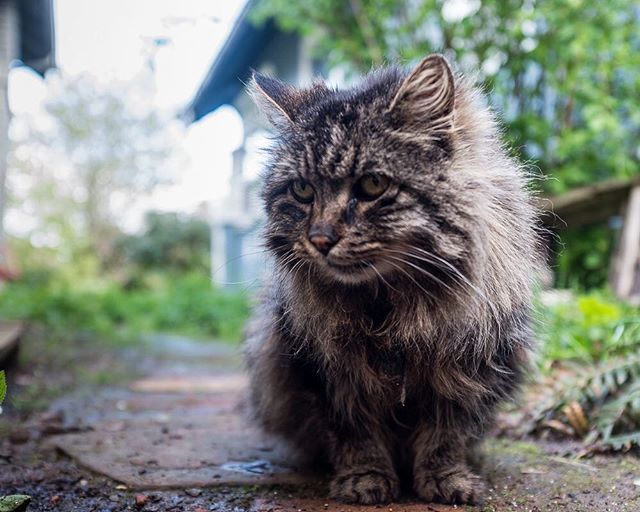 Hi everyone. Keiran, the owner of Porch Light, is my human. Thought you might want to know a little about me.  I don't like to talk about my age, but I what I will tell you is that I only have one tooth, I wheeze, I don't see or hear well and I've been with Keiran for 15 years. One day, I mustered the courage to walk up onto her porch in Oakland, CA. I was hungry, scrawny and really scared, but she took me in, fed me, gave me some shots and a name (Spooky) and we've been together ever since. We've been through a lot together. I wasn't the greatest roommate at first; I peed in her shoes and pooped on her bed, but guys, I'd had it kinda rough before that and I was still learning how to live inside. She moved me to Portland 12 years ago and, at first, I was none too happy about it.  13 hours in a cage, not cool! But I have to admit, it's pretty nice here, so it was a good move. We lost some humans and some other cats whom we loved very much, but she makes an awfully nice garden and we eat well, so life is pretty darned good.