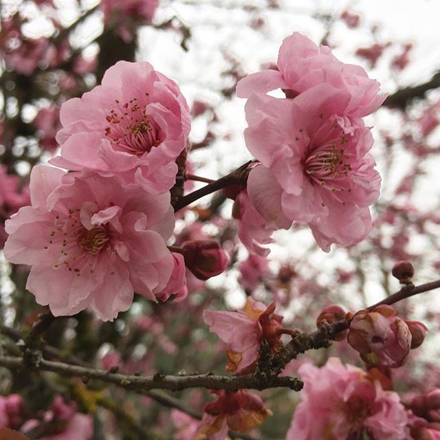 Just one more pretty pink.