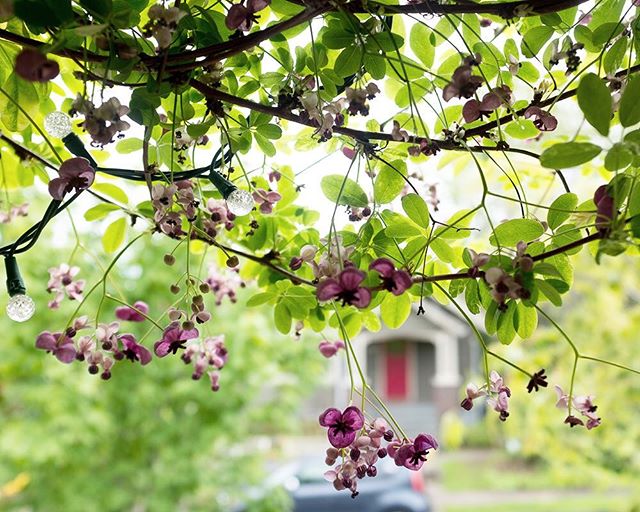 So many beautiful blossoms around town lately. We're loving this bout of warmth and sunshine!