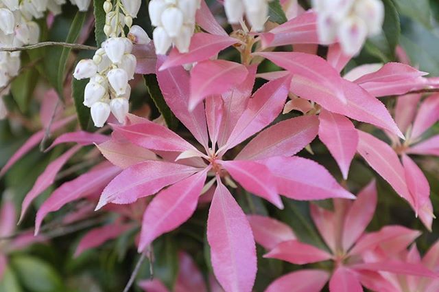 So many pretty pinks in the world right now!!