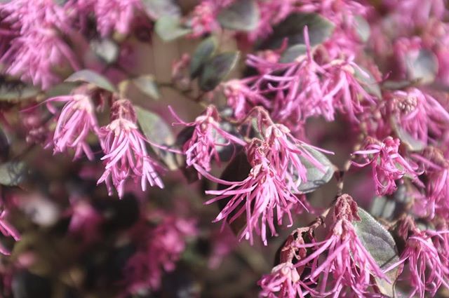 While it'll be a challenge to pry ourselves from the beautiful spring bounty outside today, we'll be here for you from 11-6.