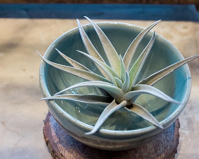 Good morning! We've got a fresh batch of airplants soaking up the sun today!