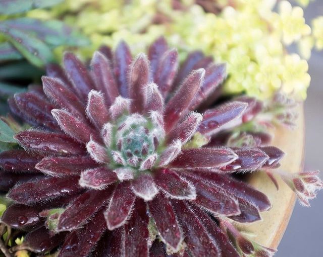 Get out there and soak up some of that sunshine this weekend!  That's where this cutie will be.