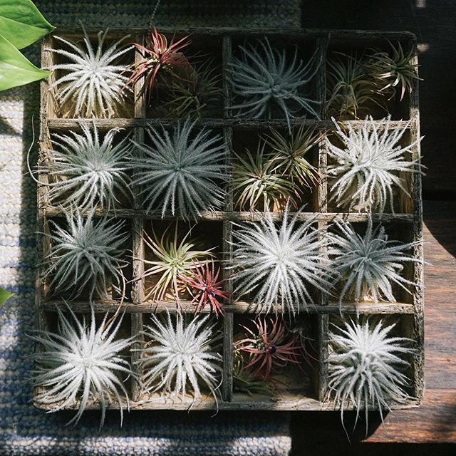 When the light shines just right in our little corner of NW, magic happens.