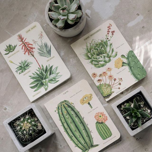 Hooray!! It's Friday!  Stop by this weekend for your cactus fix.  We'll have tweezers at the ready.