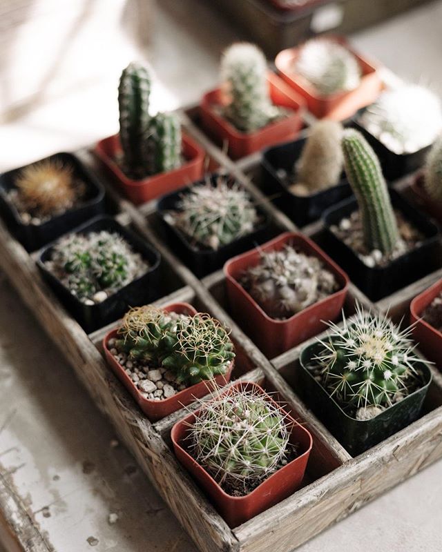 These little guys are totally enjoying the last few hot Portland rays.  Soak it up everyone!