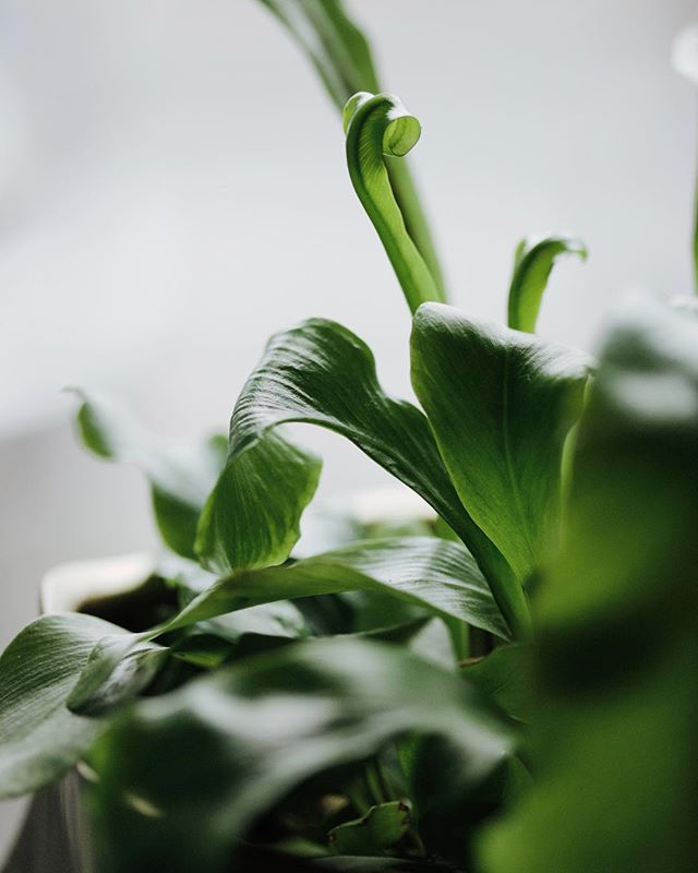 Admiring all our shop plants today and dreaming about spring days