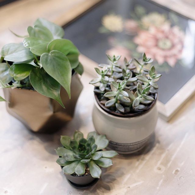 A fresh crop of plants and planters just arrived.