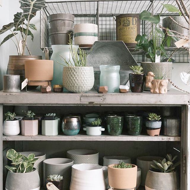 Our little plant corner is looking pretty fresh this morning. ⠀ ☘️⠀