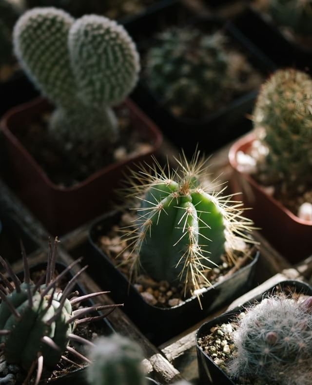 We're here today from 11-6! Stop by and pick up a new little friend.