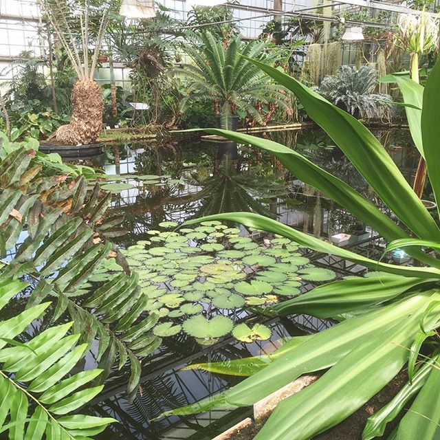 Dreaming about a visit to the Ghent Botanical Gardens in Belgium.