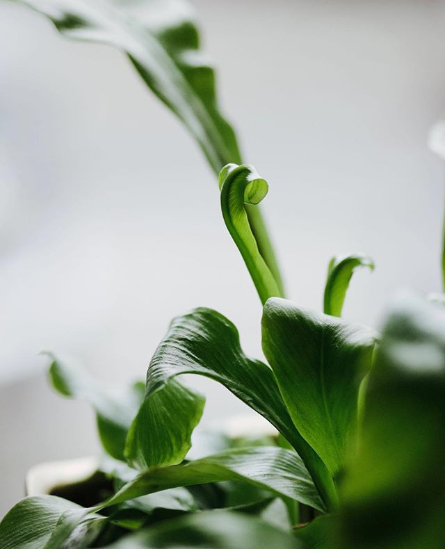 We have a fresh crop of beautiful houseplants ready for mom this weekend.