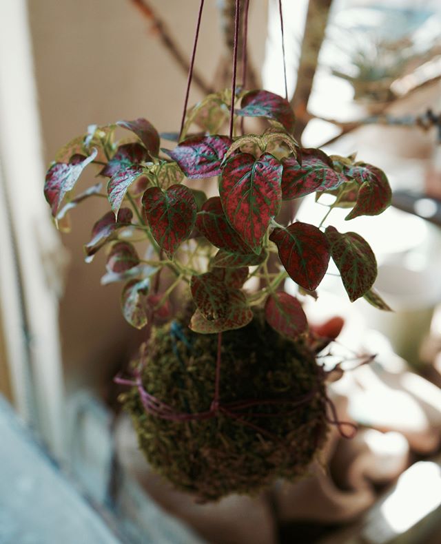 Sweet kokedama by @mypoppyandfinch