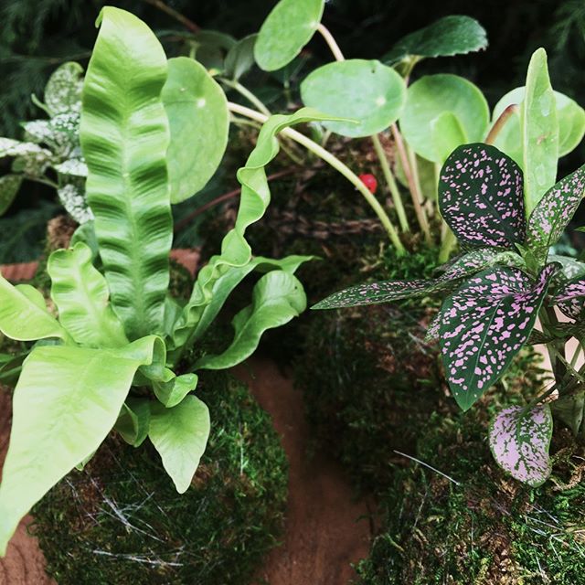 Another batch of sweet kokedama by @mypoppyandfinch arrived to the shop