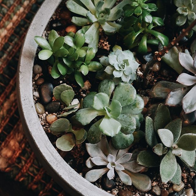 Lots of sweet planters in the shop right now!
.
.
.
.
.
.